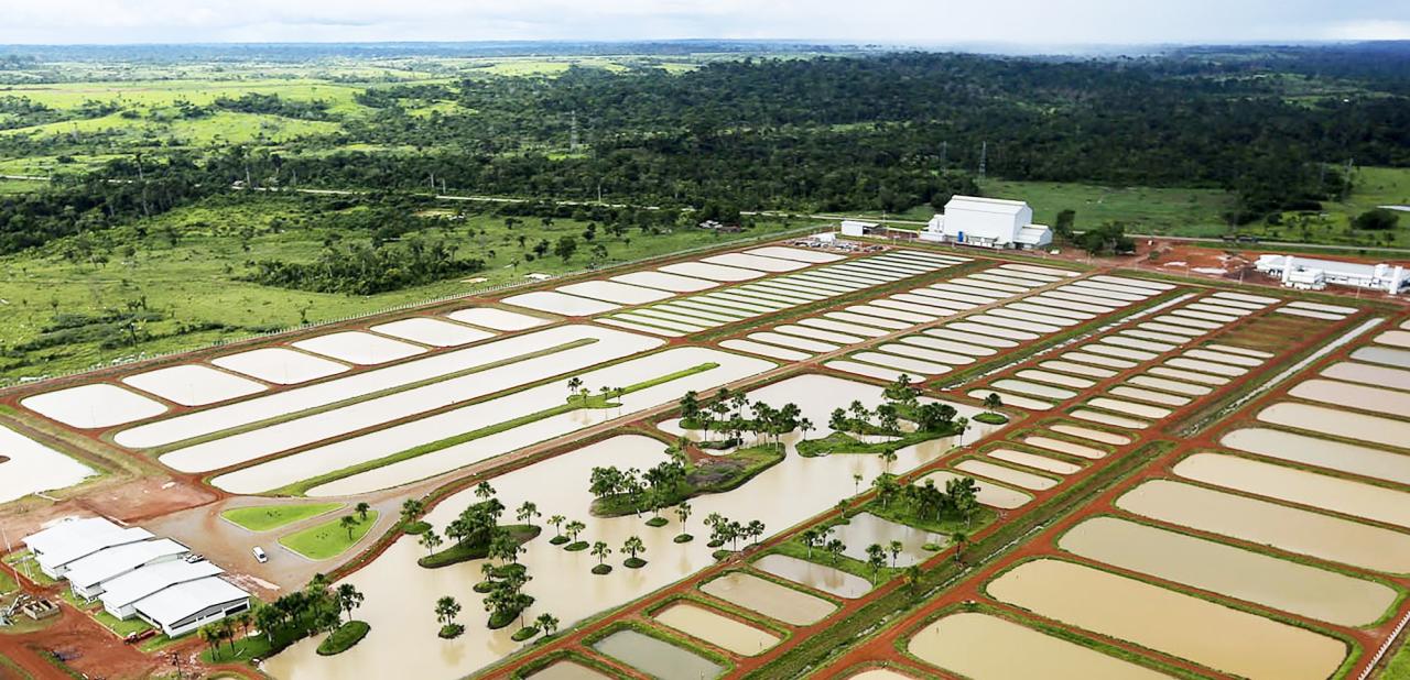 Conheça 4 dicas de como criar peixes em sua propriedade