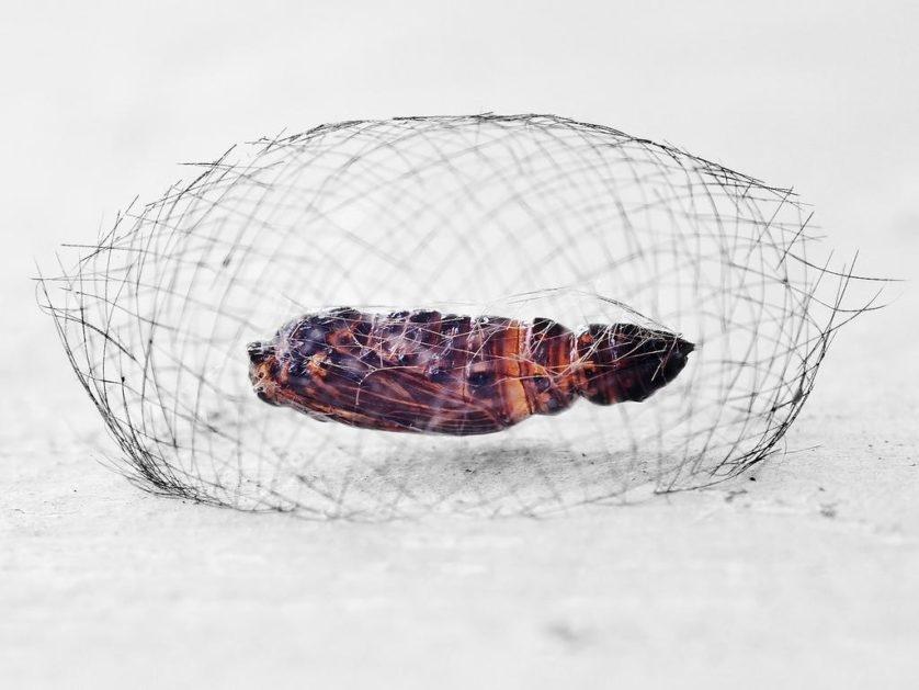 4 obras arquitetônicas que não foram feitas por humanos