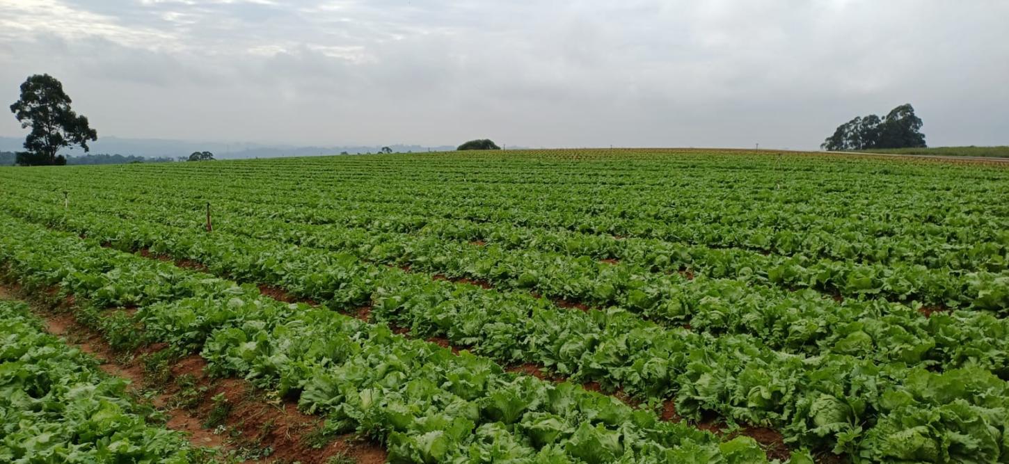 Oportunidade Rara em Piedade/SP: Sítio Produtivo com 6,2 Alqueires à Venda